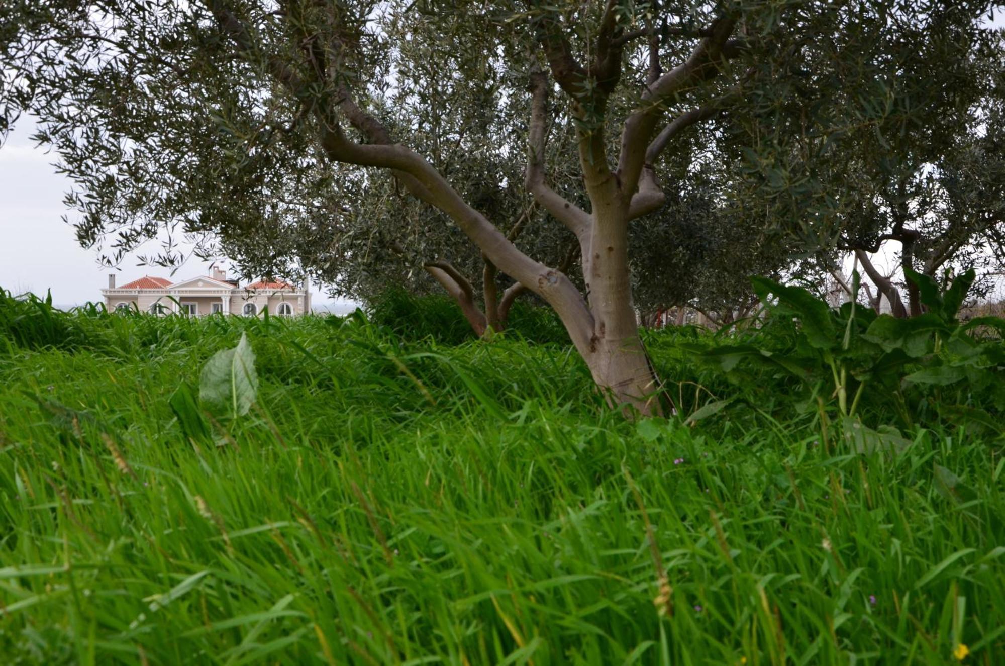Dimitri - House Apartment Alexandroupoli
